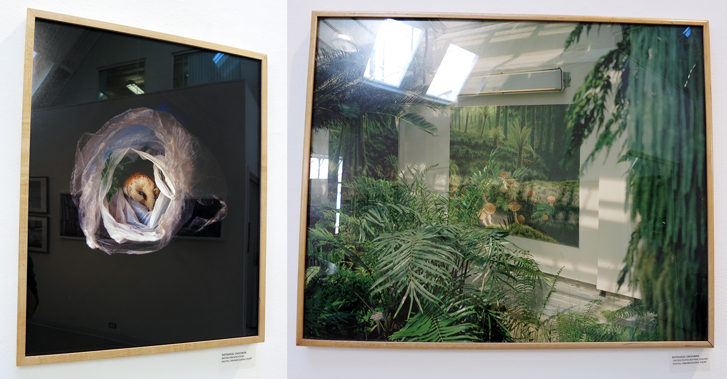 Left: "Before Preservation" by Nate Grossman, Right: "United States Botanical Garden" by Nate Grossman